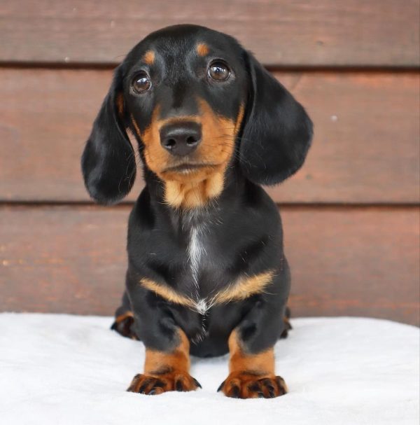 Black and Tan Mini Dachshund Puppy (DINIX) - Image 3