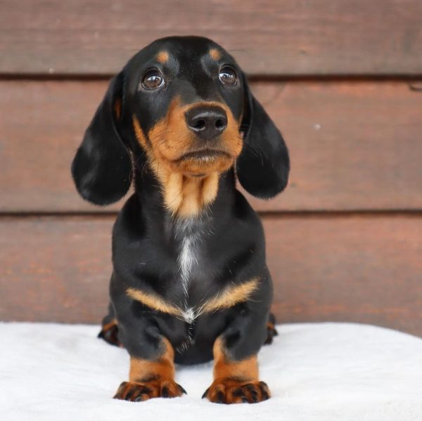 Black and Tan Mini Dachshund Puppy (DINIX) - Image 2
